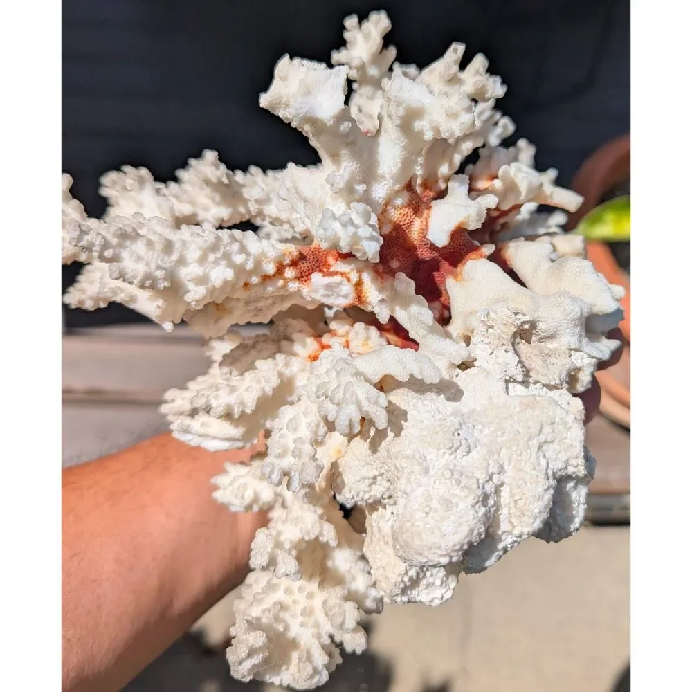 Natural White Coral Specimen • Branching Reef Form • Textured Display Piece